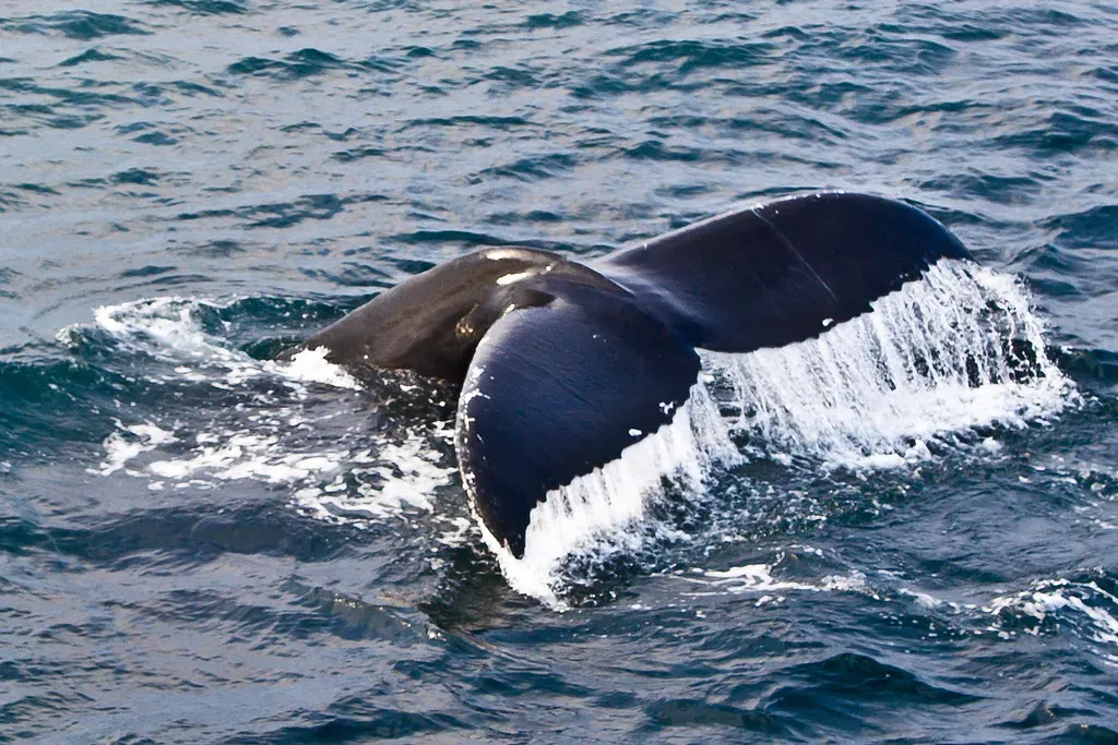 6. Humpback Whales Are Changing Their Migration Routes Right Now (spurekar, Flickr, CC BY 2.0)