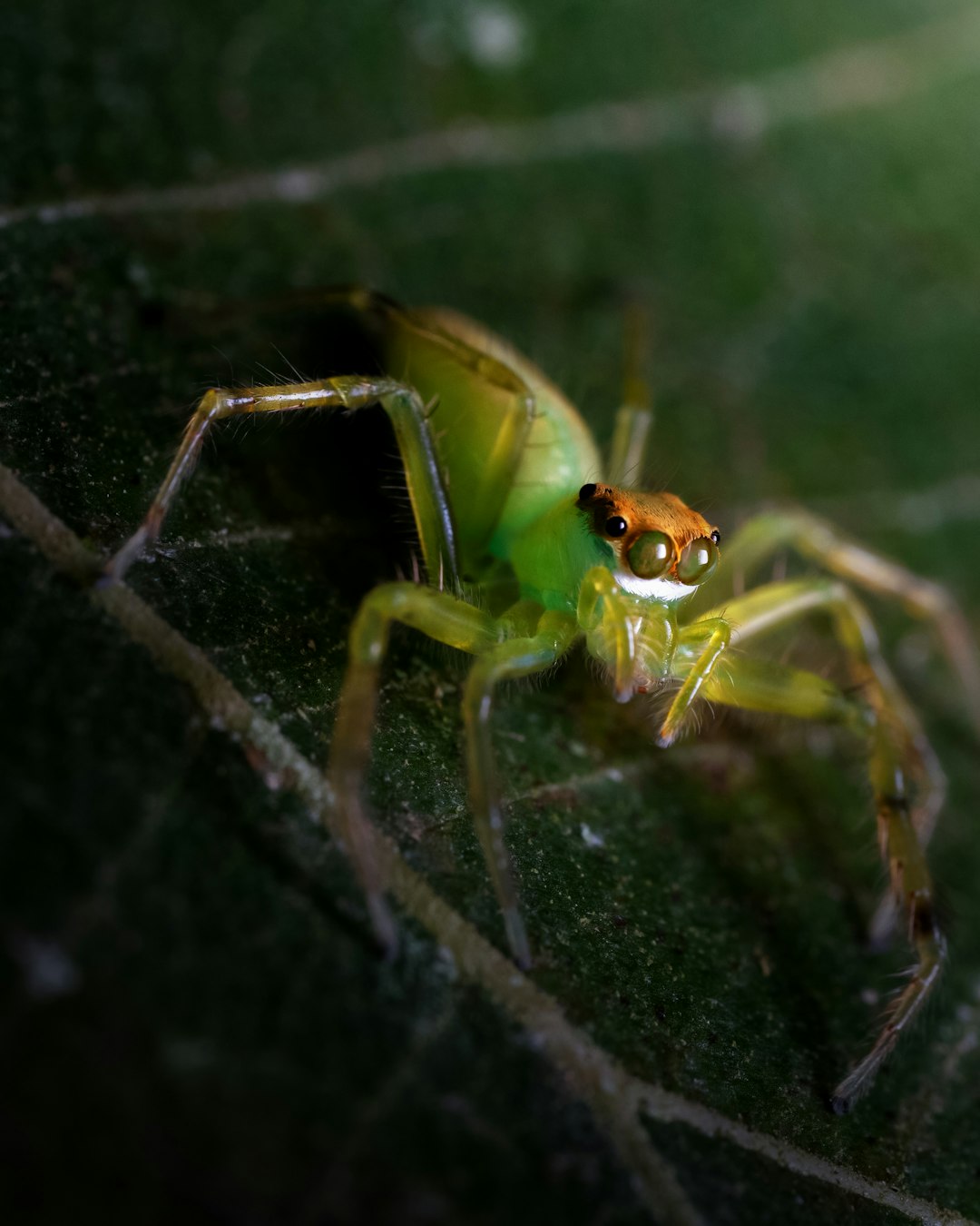 New Species Discovered in 2024 Reveal Nature's Endless Creativity (Image Credits: Unsplash)