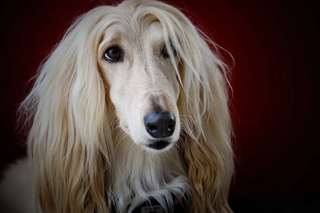 #23 - Afghan Hound: Elegant, Aloof, and Surprisingly Solo-Tolerant (Image Credits: Unsplash)