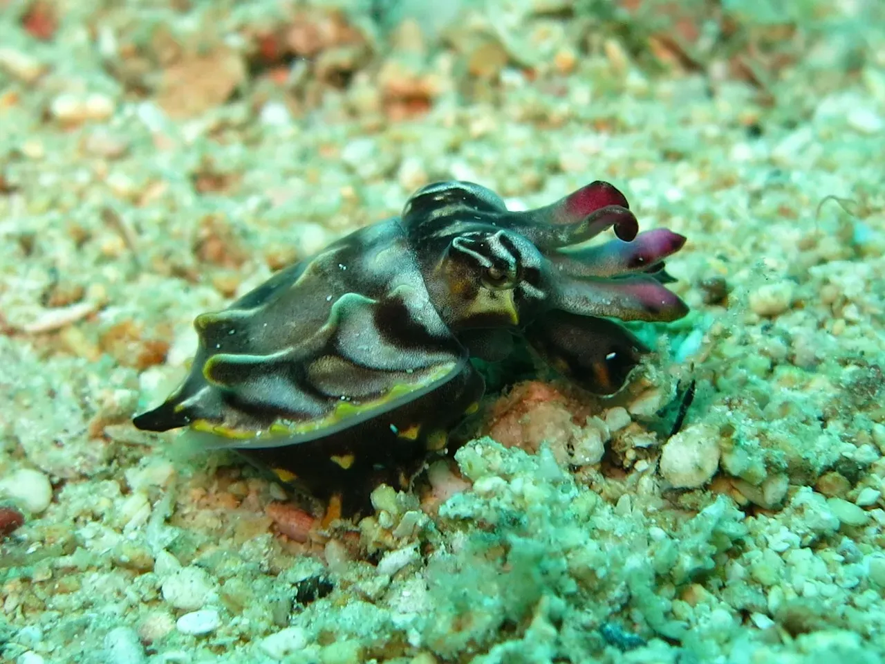 Aquarius: The Cuttlefish (Image Credits: Pixabay)