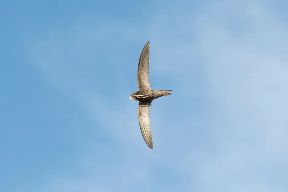 #6: The Common Swift Is the Fastest Bird in Level Flight (Image Credits: Pexels)