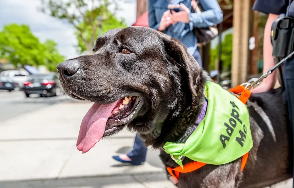 Rescued Dogs and Cats Transform Your Mental and Physical Health (Image Credits: Rawpixel)
