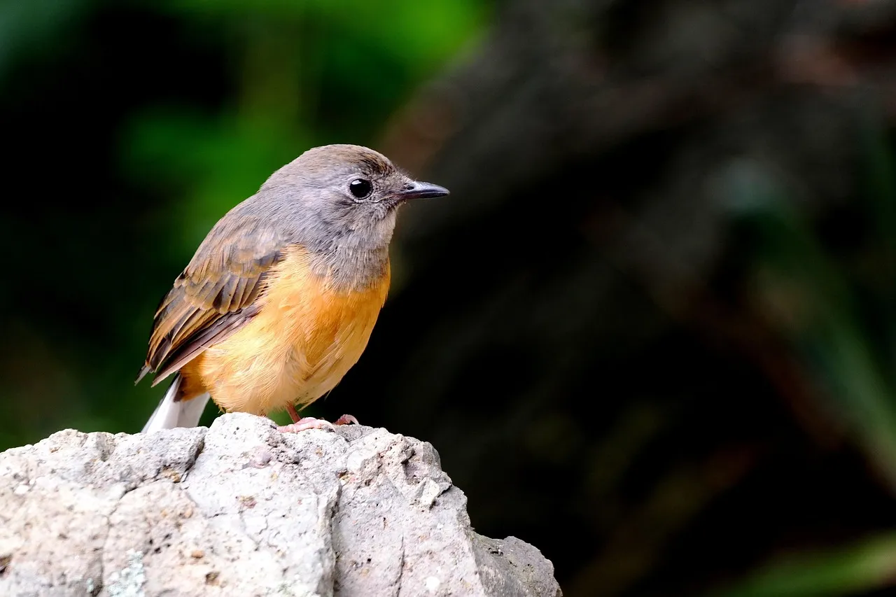 Conclusion: Hawaii’s Birds Are a Test of What We Really Value (Image Credits: Pixabay)