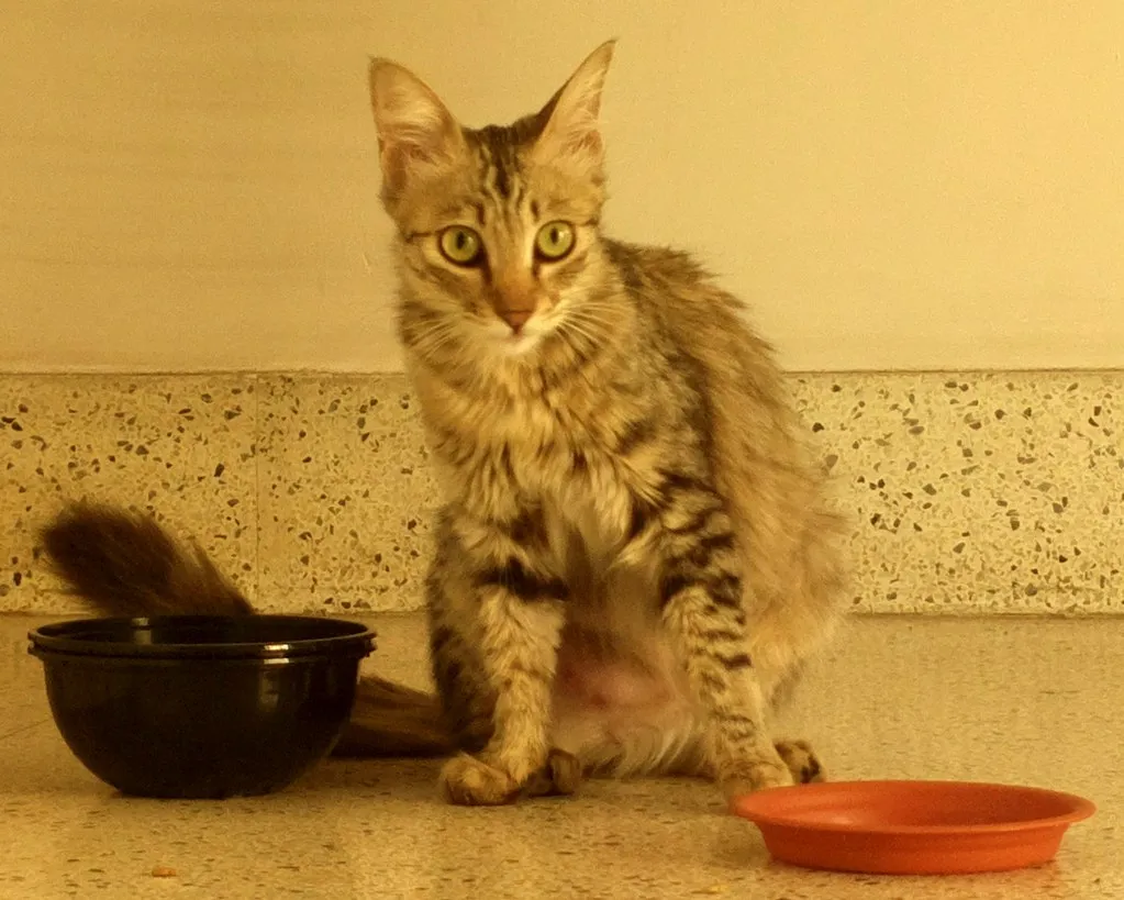 #3 - Altered Interactions With Other Household Pets (solarisgirl, Flickr, CC BY-SA 2.0)