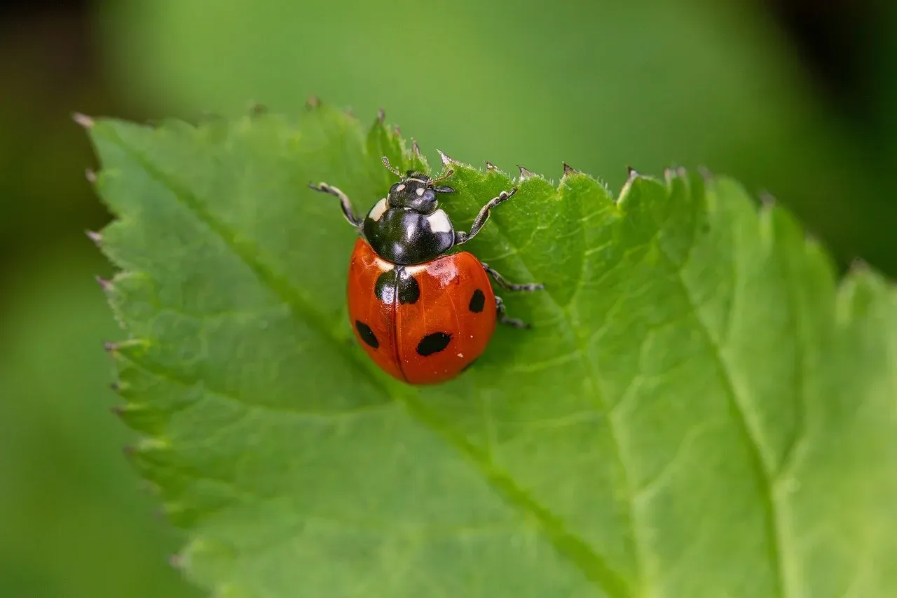 Ladybugs: The Tiny Predators Protecting Your Food (Image Credits: Pixabay)