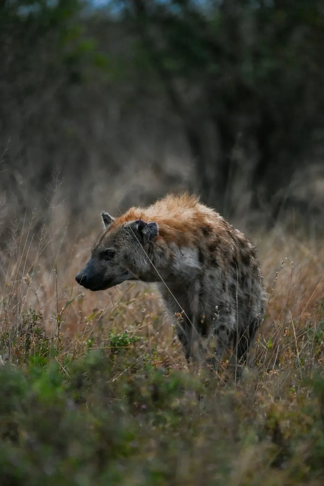They're Not Just Scavengers, They're Elite Hunters (Image Credits: Unsplash)
