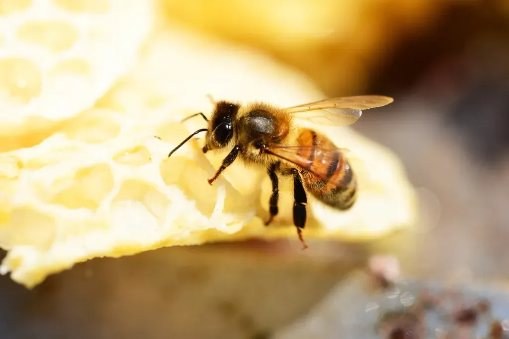 Virgo: The Industrious Bee's Harvest (Image Credits: Rawpixel)