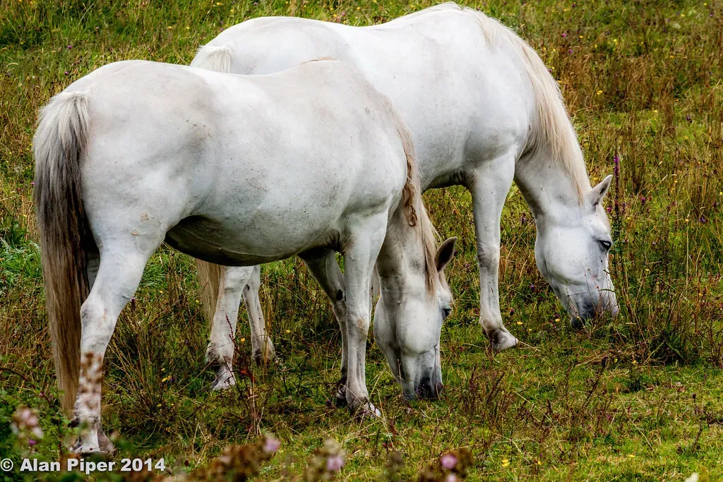 The Connemara Pony: Small Package, Big Heart (Image Credits: Flickr)
