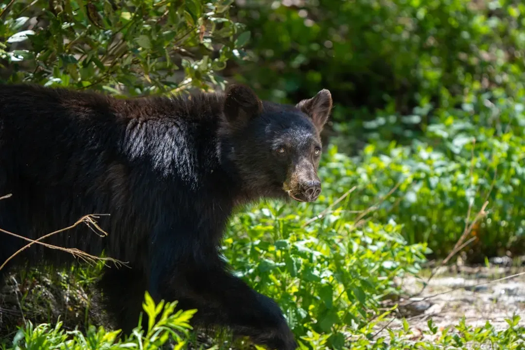 They're Deceptively Fast and Athletic (Image Credits: Unsplash)