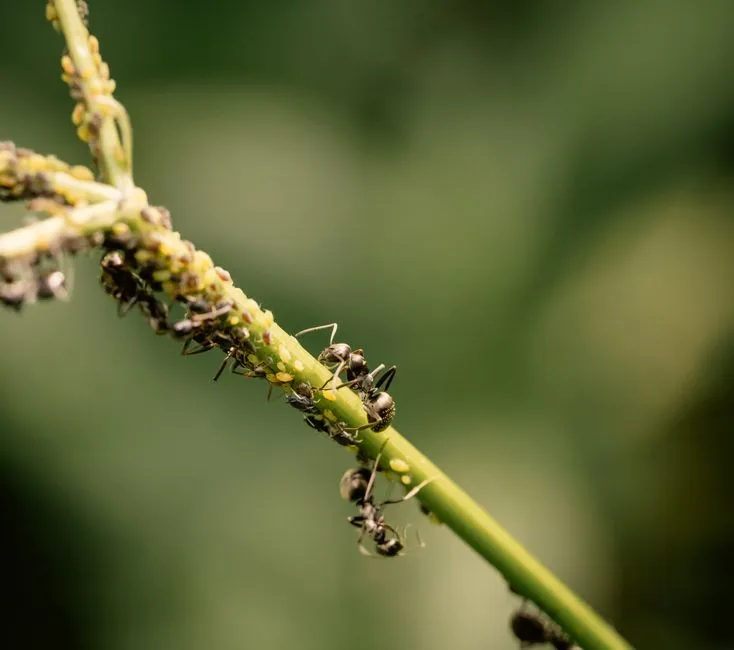#5 Ants and Aphids: A Controversial Farming Alliance (Image Credits: Pexels)