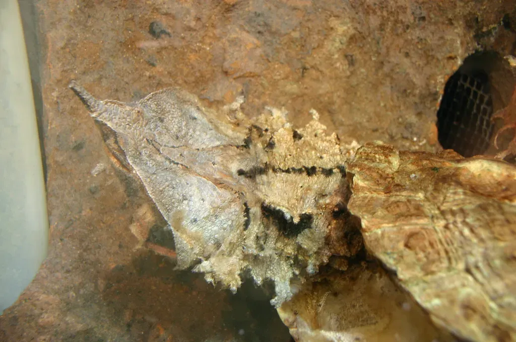 Matamata Turtle: The Master of Disguise (Image Credits: Flickr)