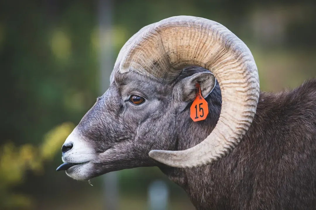 Aries: The Charging Ram's Confrontational Courage (Image Credits: Unsplash)