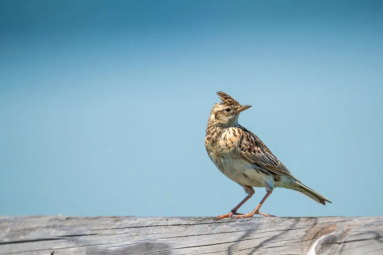 5. The Lark Bunting (Colorado) - The Bird That Reinvents Itself (Image Credits: Pixabay)