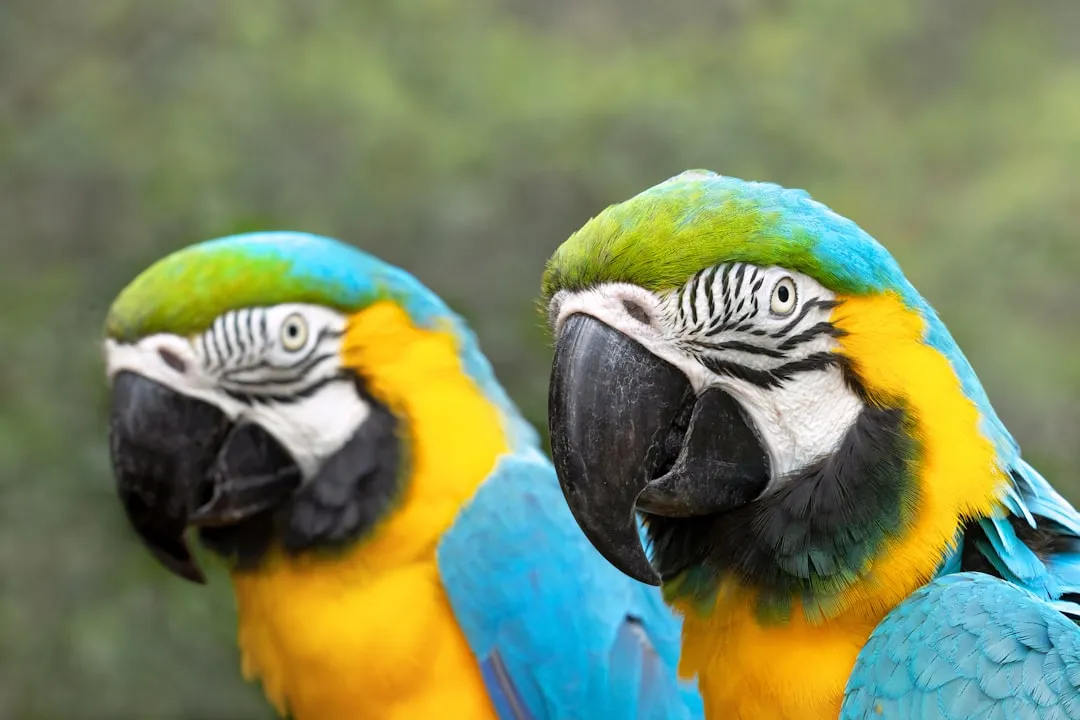 #2 What scientists mean by babbling in a bird (Image Credits: Unsplash)