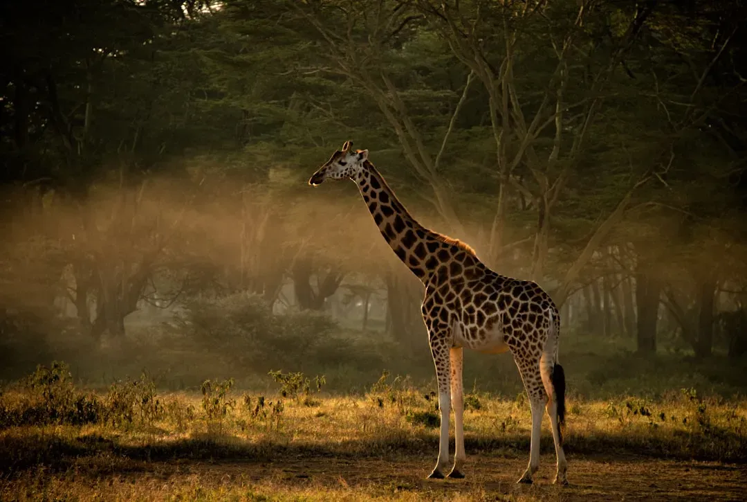 Introduction (Image Credits: Unsplash)