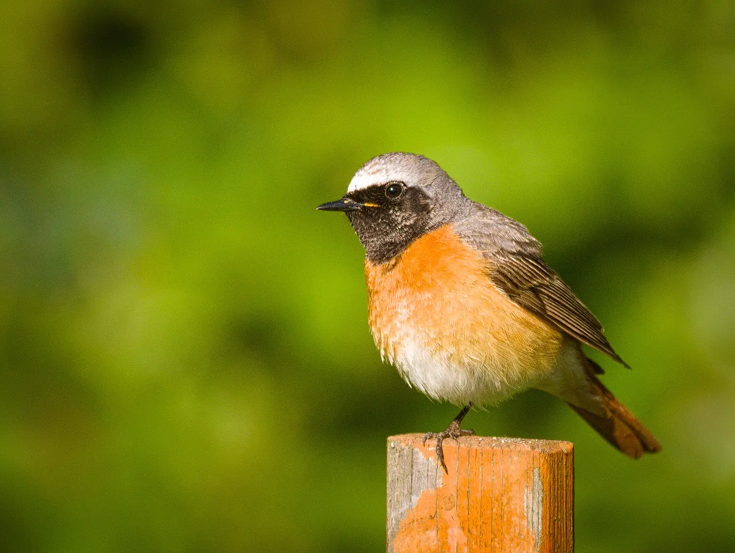 #17 - Redstarts Are Beating Their Grandparents' Schedule (By hedera.baltica, CC BY-SA 2.0)