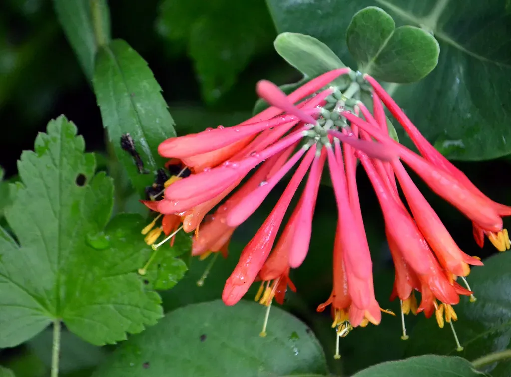 #1 &ndash; Coral Honeysuckle Builds Loyalty No Feeder Can Match (Jo Naylor, Flickr, CC BY 2.0)