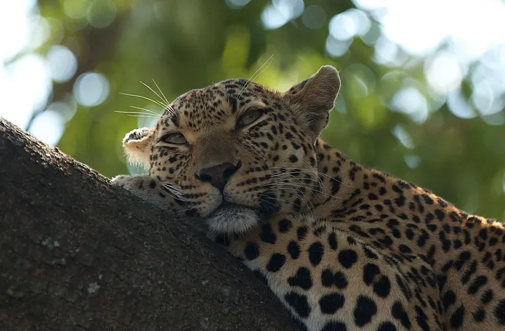 The Reintroduction Project Behind the Return (Image Credits: Flickr)