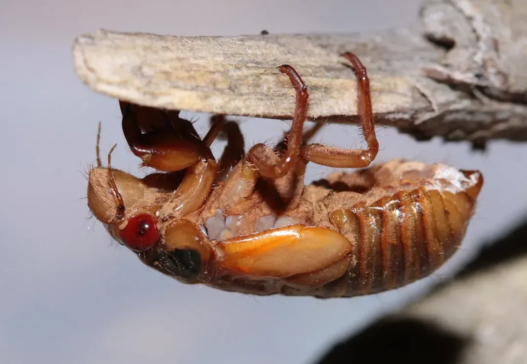 Targeting Specific Pests: From Fleas to Cockroaches (Image Credits: Unsplash)