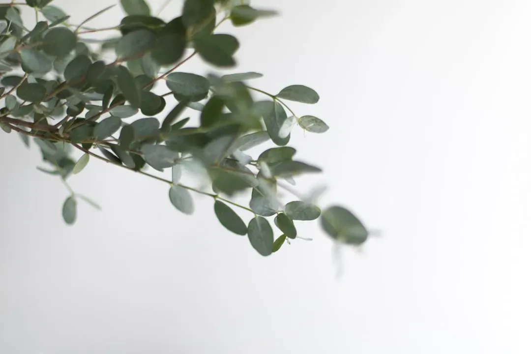 2. Eucalyptus: The Fresh-Smelling Force Field (Image Credits: Unsplash)