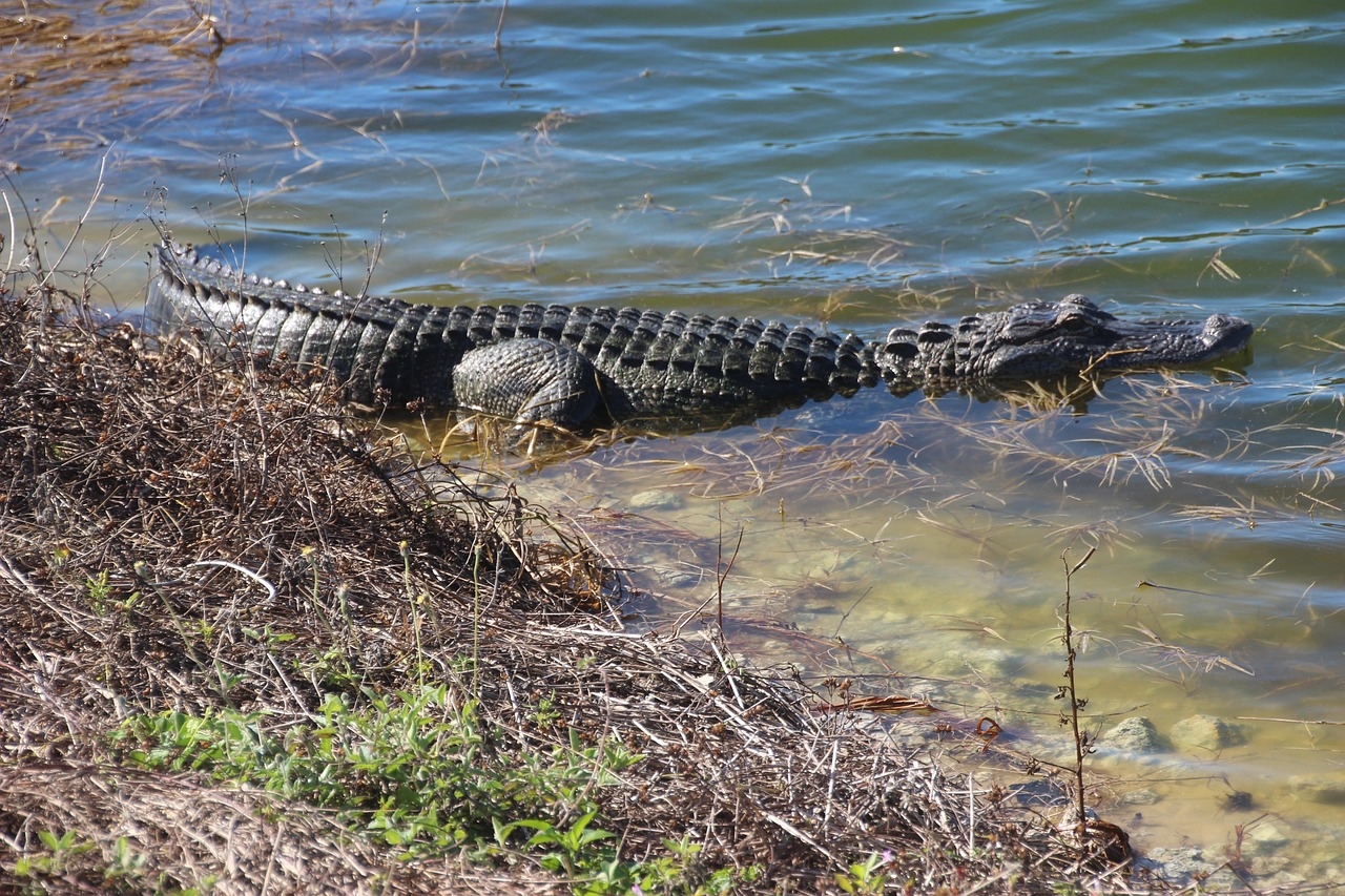 Caddo Lake, Texas-Louisiana Border (Image Credits: Pixabay)