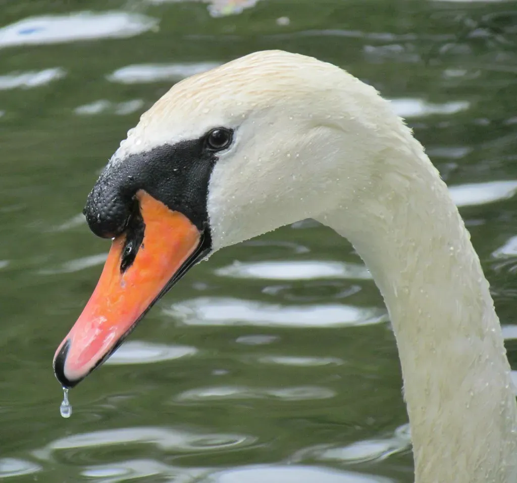 Libra: The Swan's Graceful Defense (Image Credits: Flickr)