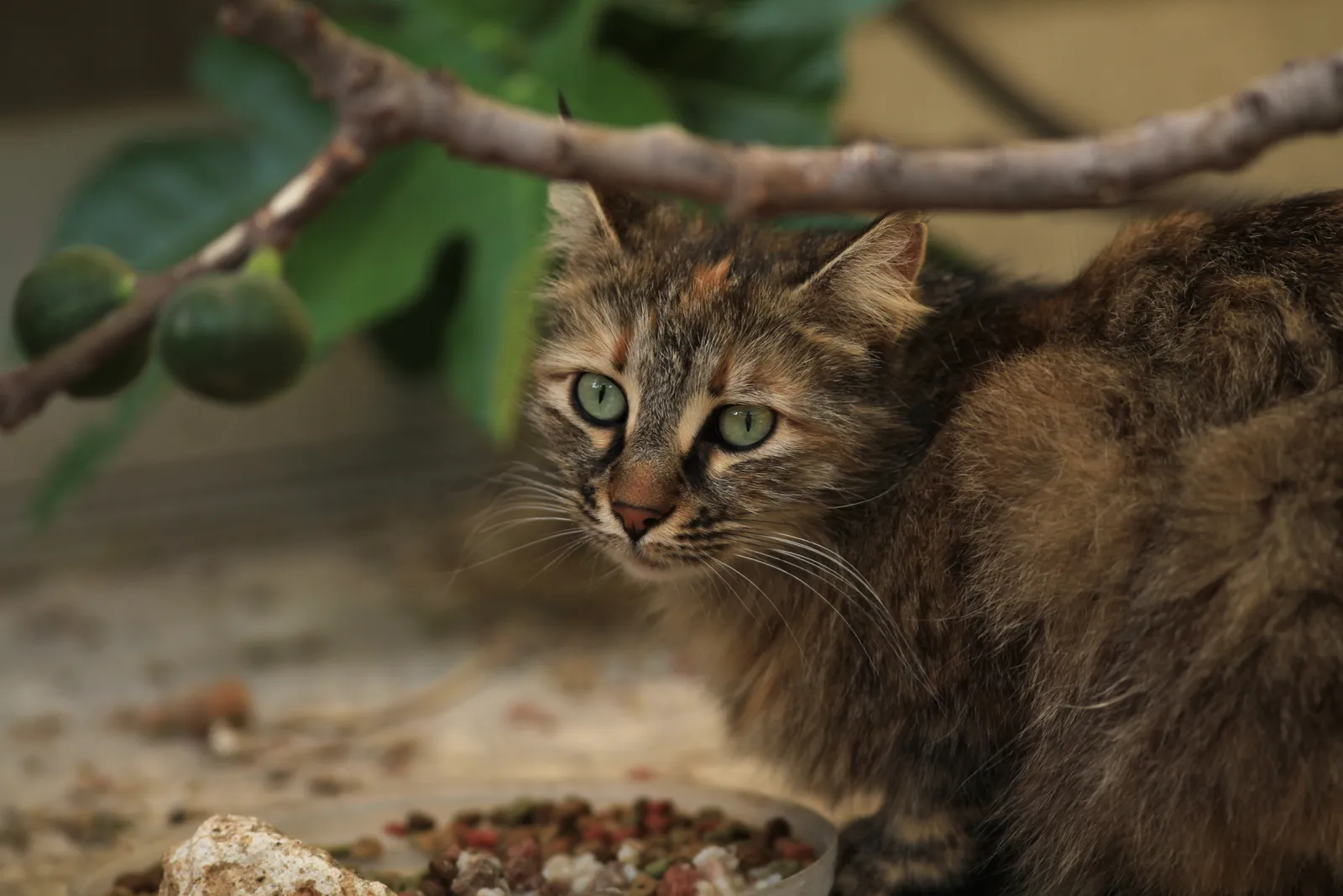 #1 - Cats Labeled "Not Good With Kids or Dogs" Without Context (By Frank Vincentz, CC BY-SA 3.0)
