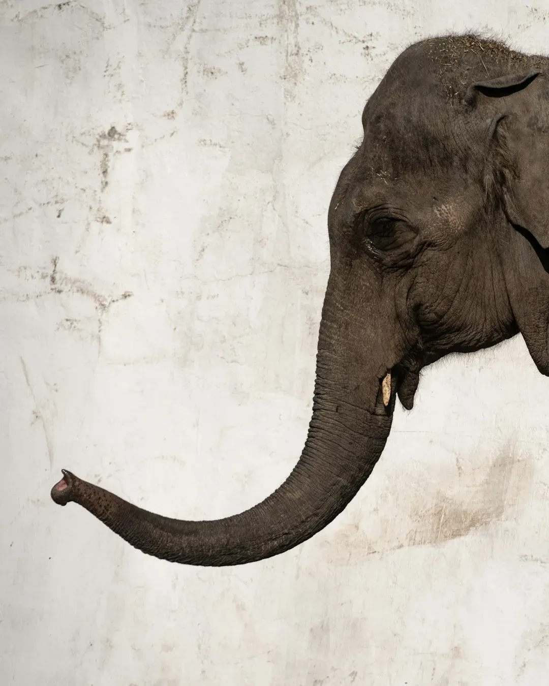 A Trunk Packed with 150,000 Muscles Acts Like a Swiss Army Knife (Image Credits: Unsplash)