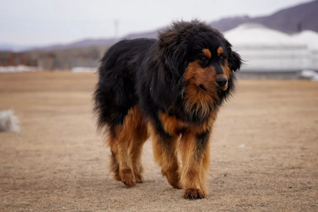 #2 Taurus and the Tibetan Mastiff (Image Credits: Unsplash)