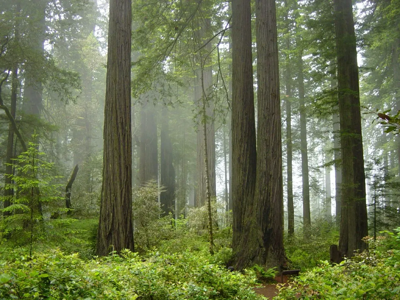 Redwood National Park: California's Fog-Drenched Forest (Image Credits: Wikimedia)