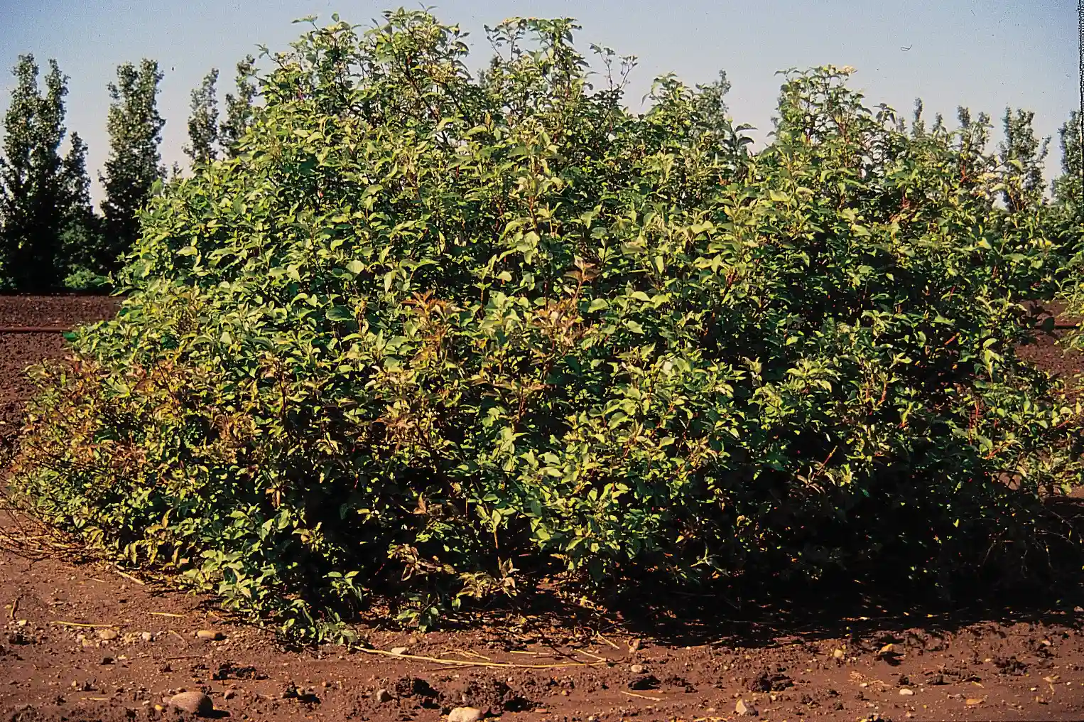 5. Blend It With Plants So It Becomes a Habitat Island (By USDA-NRCS PLANTS Database / Herman, D.E. et al. 1996. North Dakota tree handbook. USDA NRCS ND State Soil Conservation Committee; NDSU Extension and Western Area Power Admin., Bismarck, ND., Public domain)