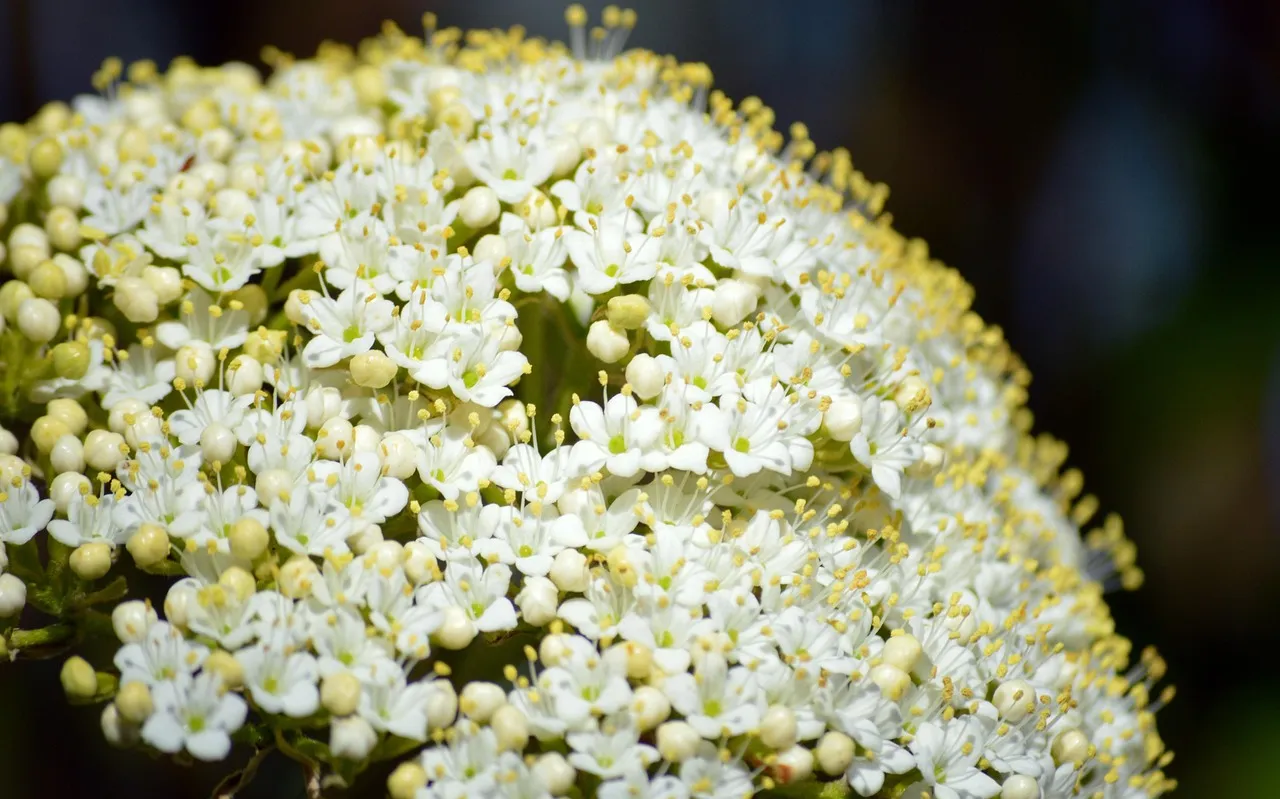 #3 - Shrub Thickets: Elderberry, Viburnum, and Ninebark for Food and Shelter (Image Credits: Pixabay)