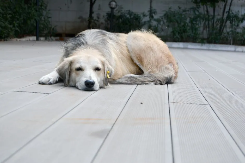 Behavioral Manifestations of Grief in Dogs (Image Credits: Pexels)