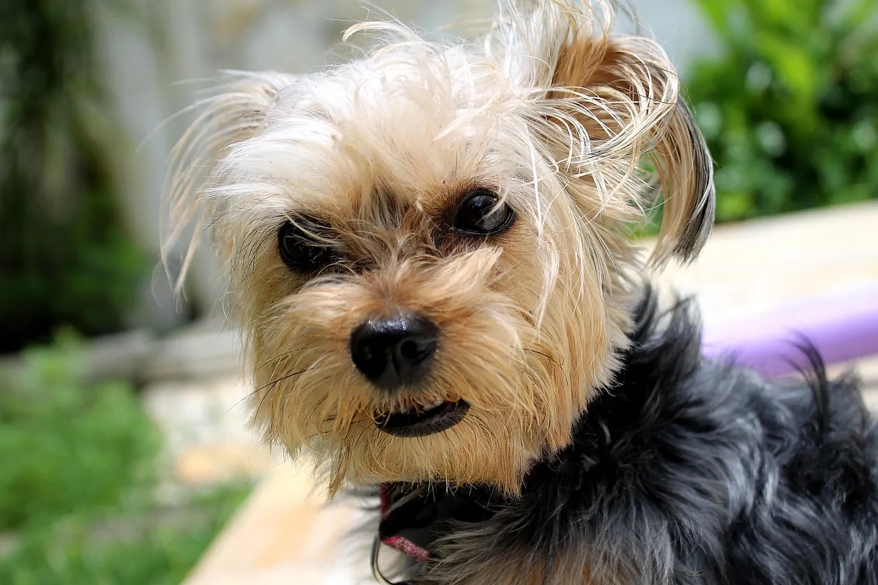 Increased Irritability (Image Credits: Pixabay)