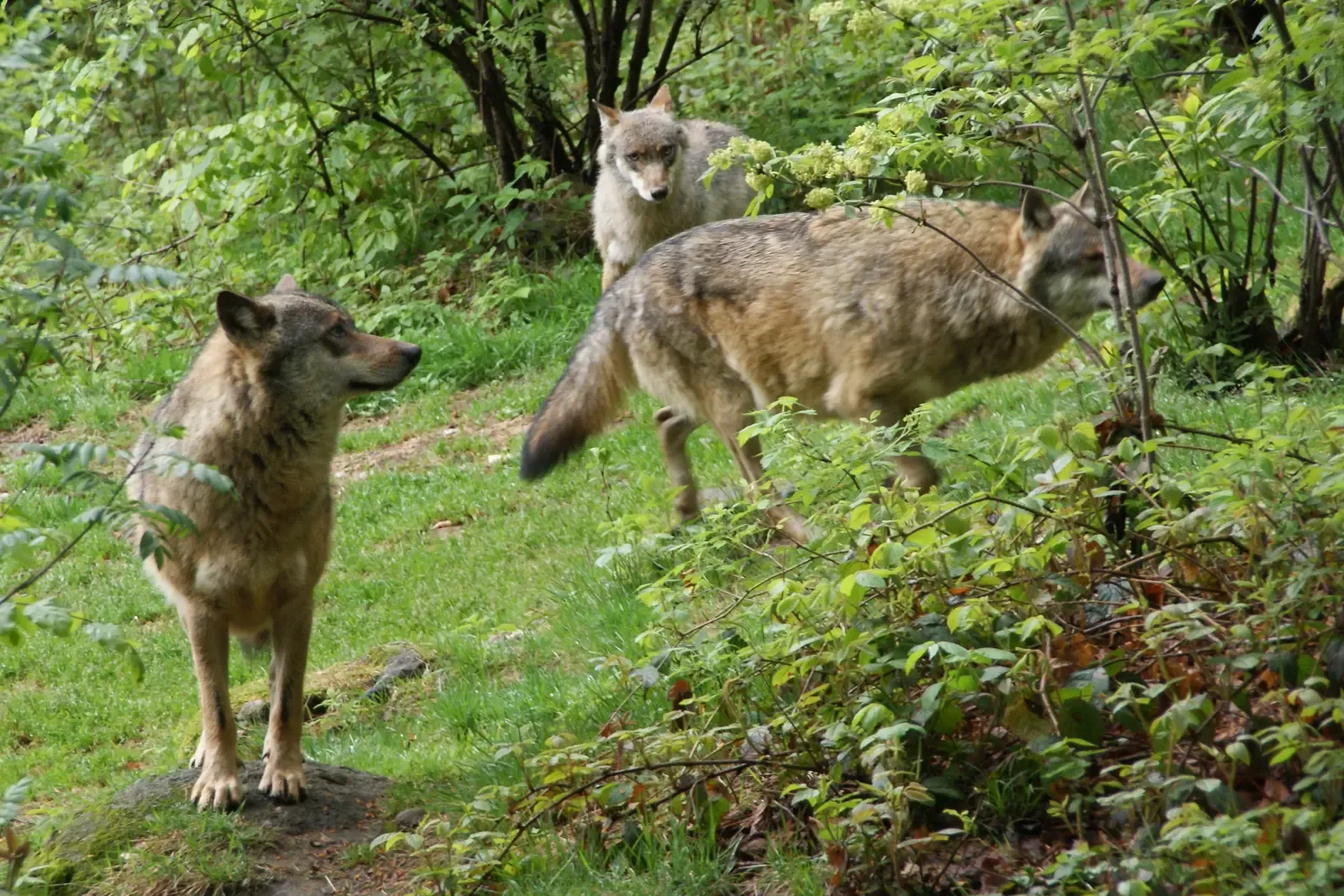 What Wolves Actually Do for the Ecosystem (By Aconcagua (talk), CC BY-SA 3.0)