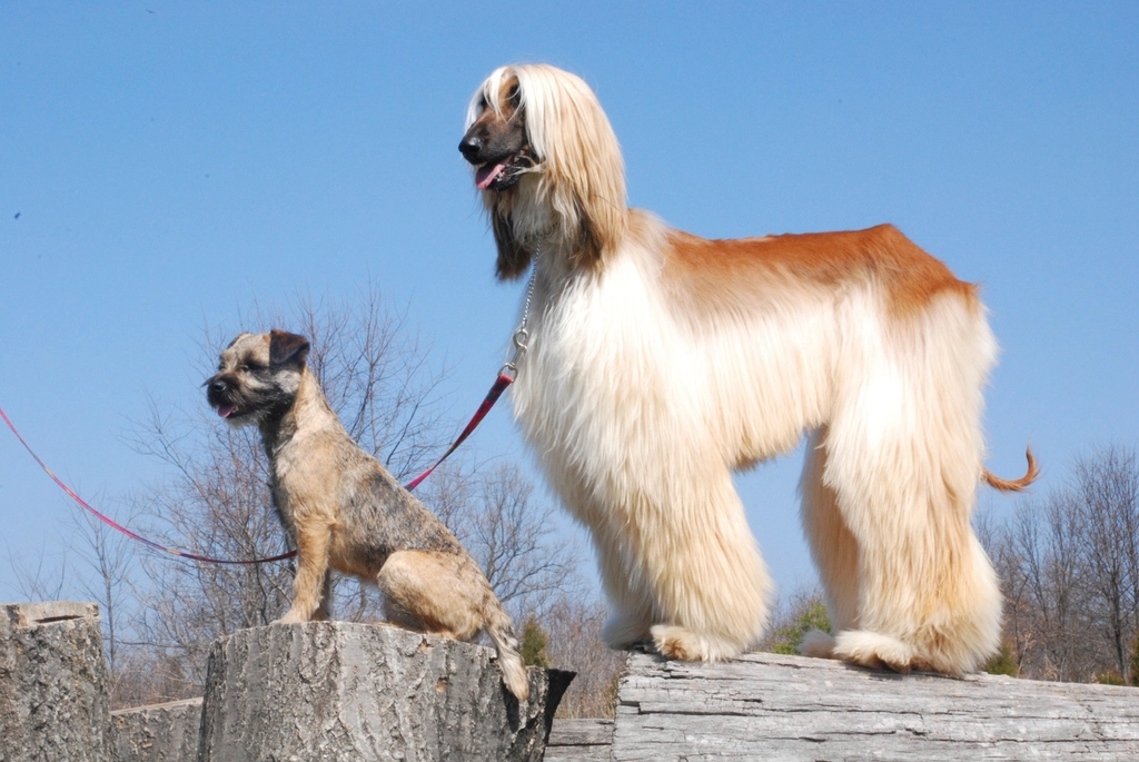 #11 Afghan Hound (Image Credits: Rawpixel)