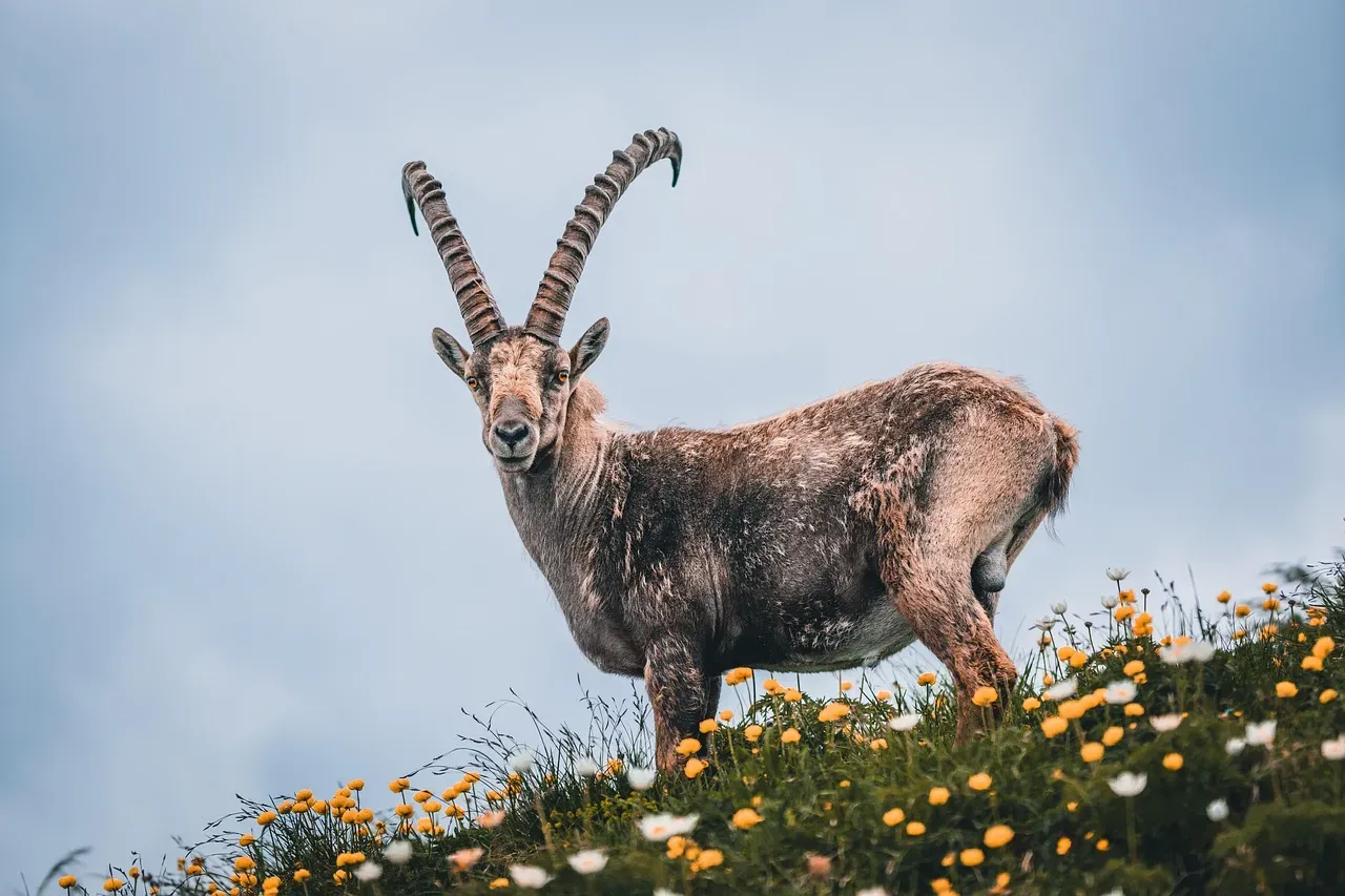 #6 Capricorn: The Steady Presence Wild Animals Return To (Image Credits: Pixabay)