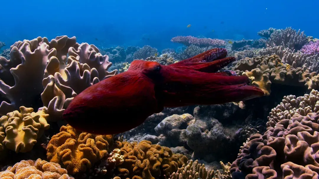 The Colossal Squid - A Giant Finally Filmed Alive (Image Credits: Unsplash)