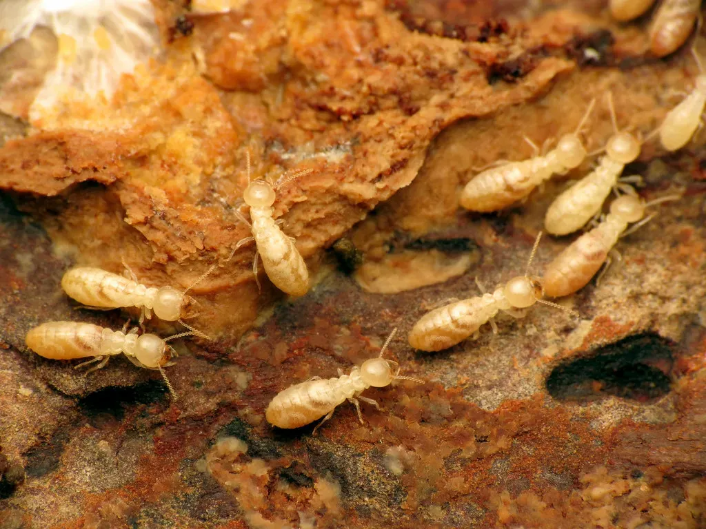 The Hidden World of Subterranean Termites (Image Credits: Flickr)