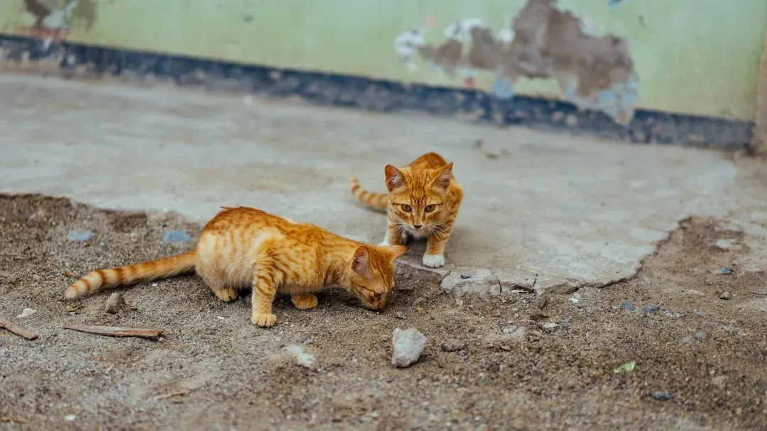 Accidental Support from Residents (Image Credits: Unsplash)