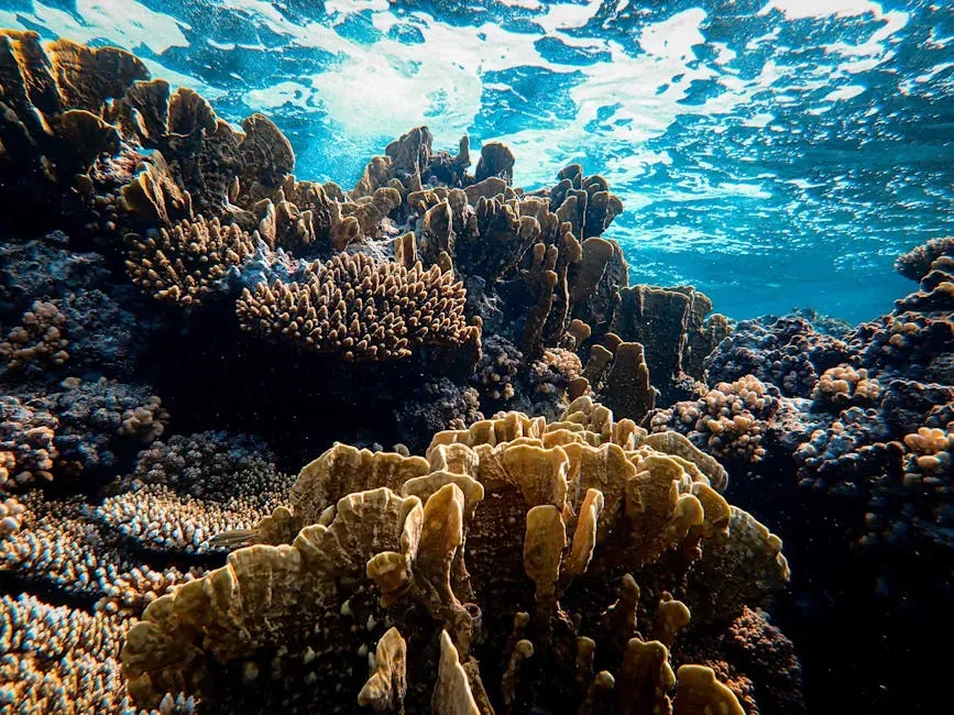 6. The Florida Keys Coral Reef: An Underwater Metropolis (Image Credits: Pexels)
