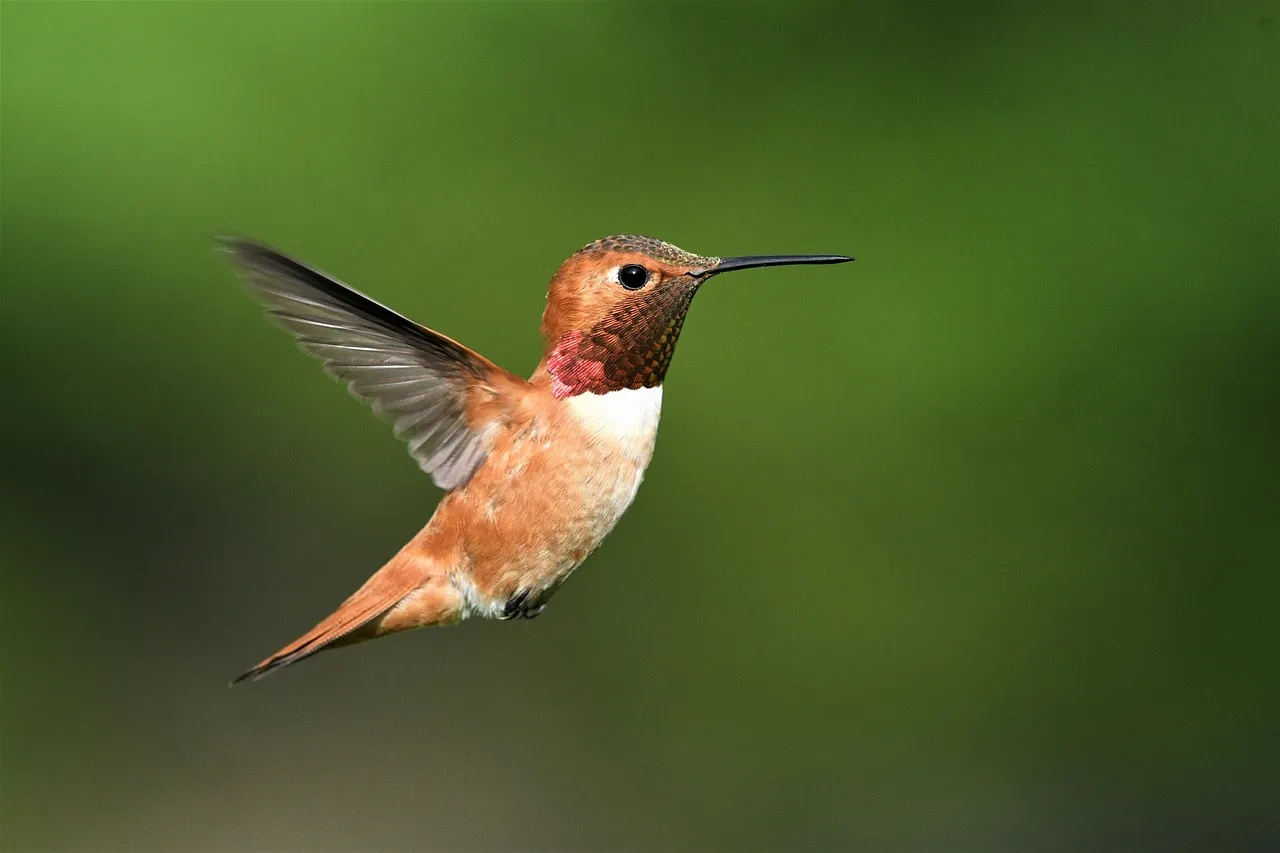 Rufous Hummingbird (Image Credits: Pixabay)