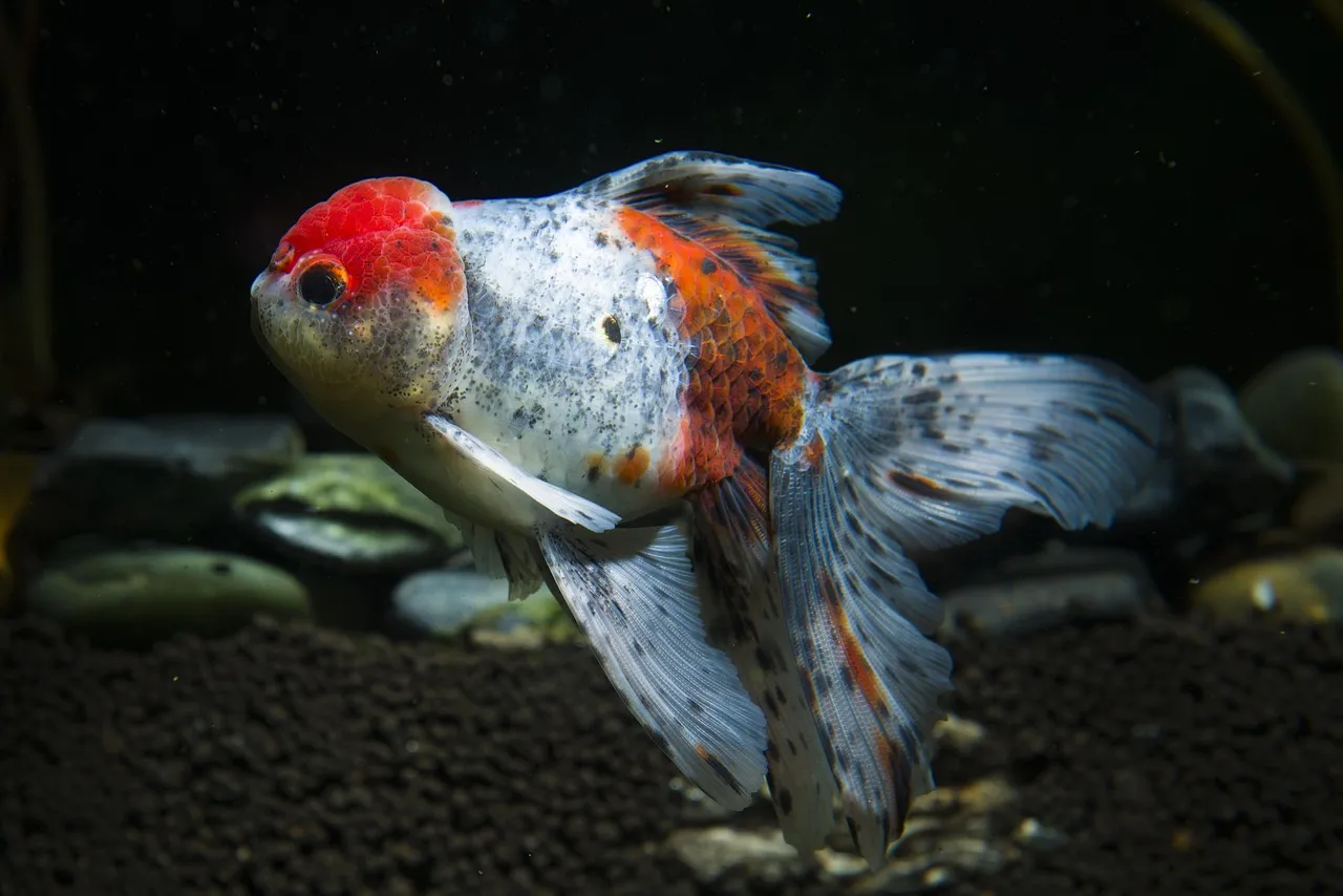 #5 - Goldfish That Actually Know Who You Are (Image Credits: Pixabay)