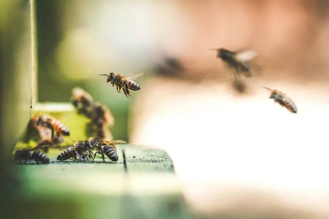 Why the Waggle Dance Matters for Science and Survival (Image Credits: Unsplash)