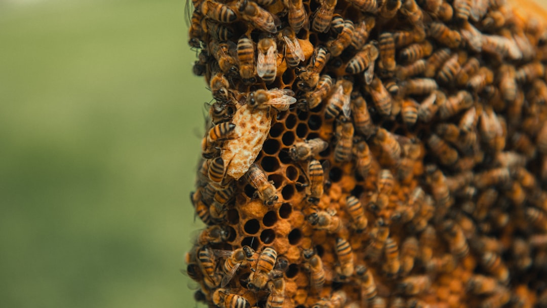 Bees: Collective Threat Detection Through Fear Pheromones (Image Credits: Unsplash)
