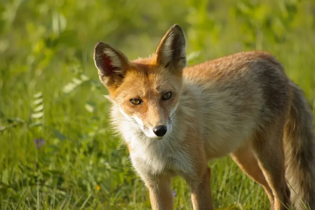 1. The Fox: The Clever Survivor (Image Credits: Unsplash)