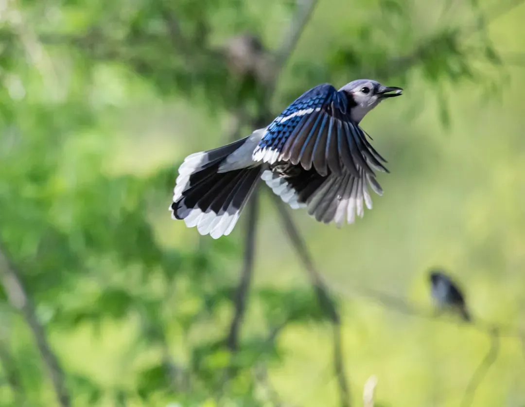 Dive-Bombing People or Pets (Image Credits: Unsplash)