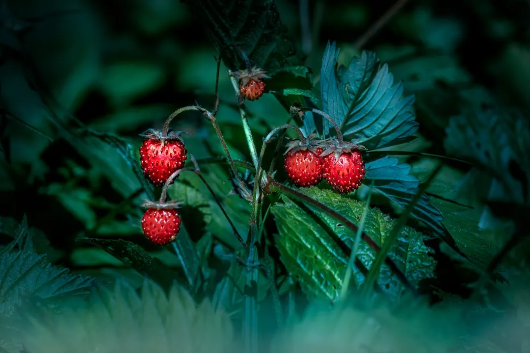 6. Wild Strawberry (Fragaria virginiana): Groundcover With Benefits (Image Credits: Unsplash)