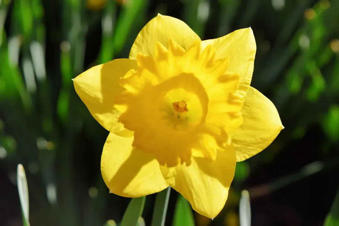 Daffodils: Cheerful Yet Perilous For Pets (Image Credits: Unsplash)