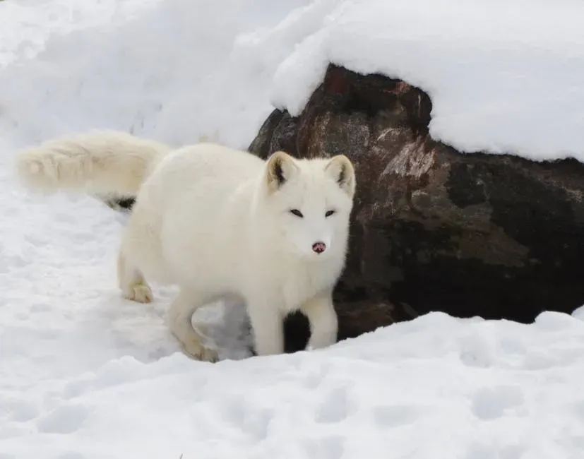 Arctic Fox: Seasonal Snow Camouflage Expert (Image Credits: Pexels)